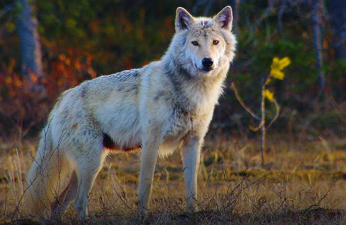 Lesn� poh�dky brat�� Grimm�