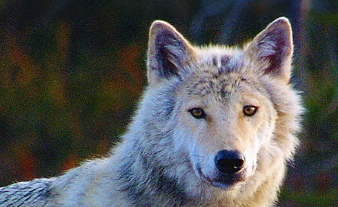 Lesní pohádky bratří Grimmů