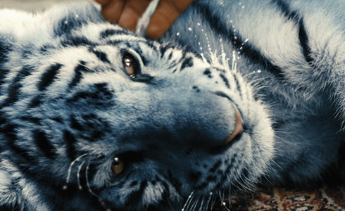 Z filmu Modr tygr