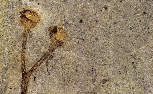 Rostlinná makrofosílie