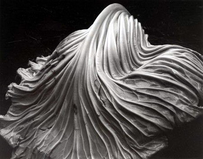 Edward Weston:  Cabbage Leaf (1931)