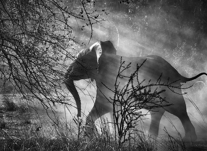 Sebastiao Salgado – Genesis