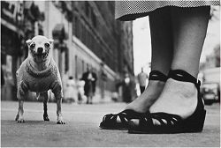 New York Dog and Sandals, 1946